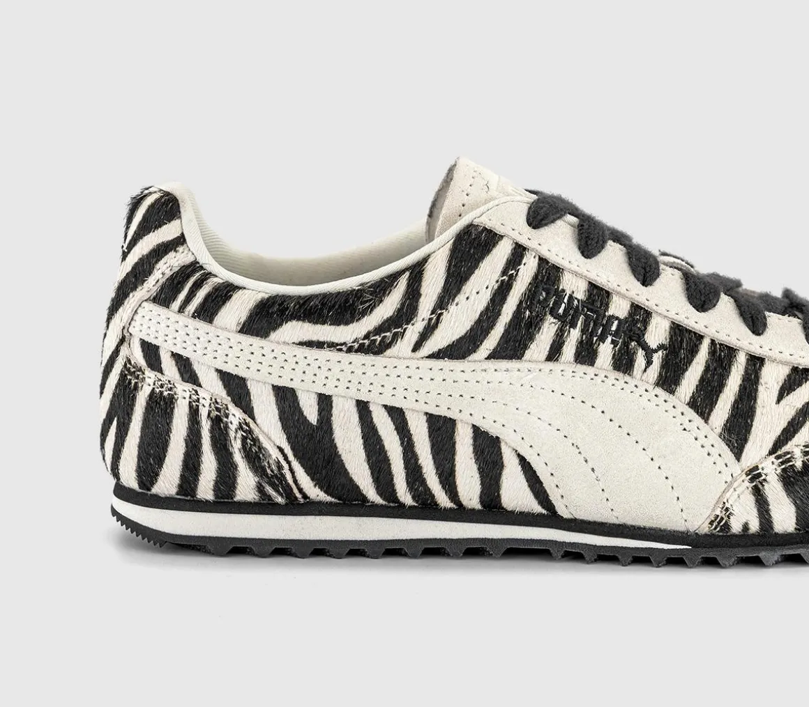 Arizona Trainers