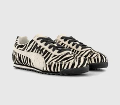 Arizona Trainers